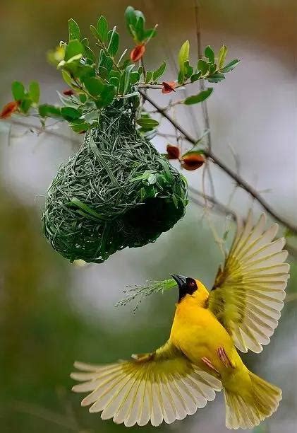 鳥來家築巢 大樹二是什麼